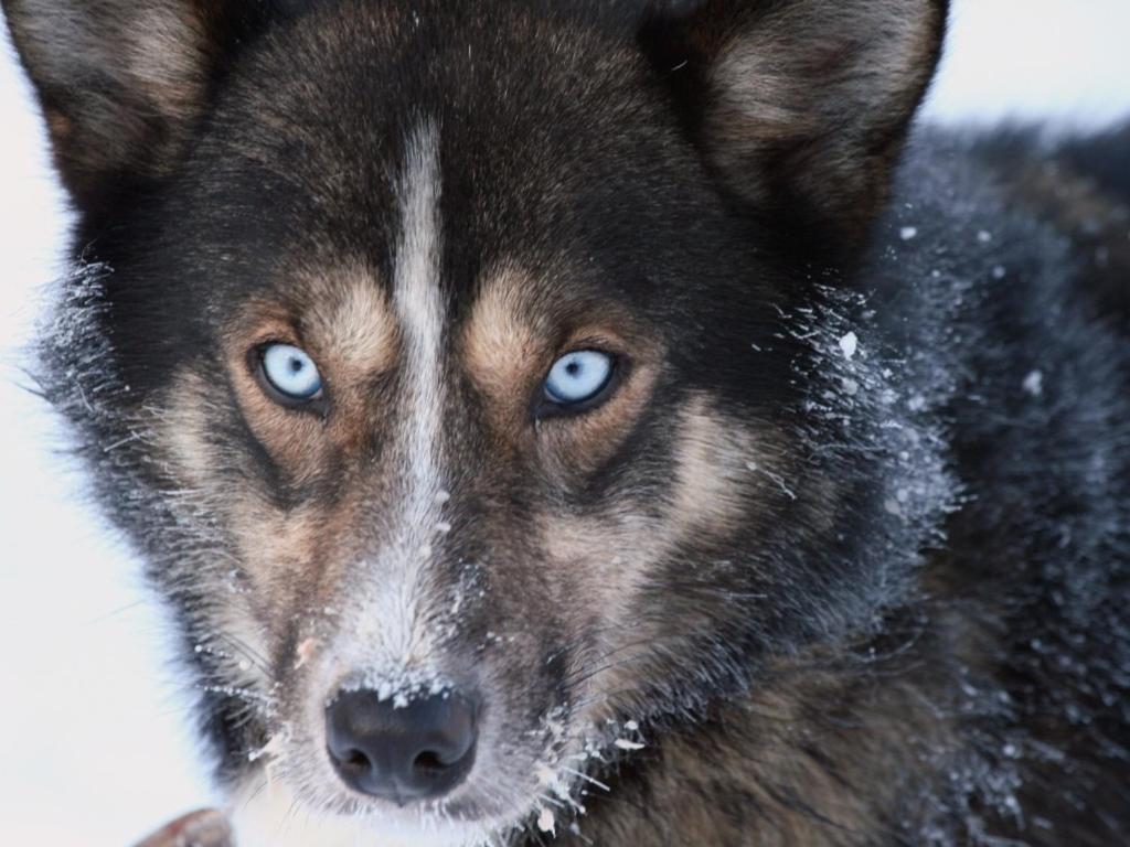 Engholm Husky Design Lodge คาราช็อค ภายนอก รูปภาพ