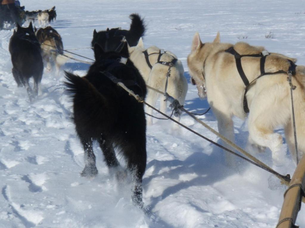 Engholm Husky Design Lodge คาราช็อค ภายนอก รูปภาพ