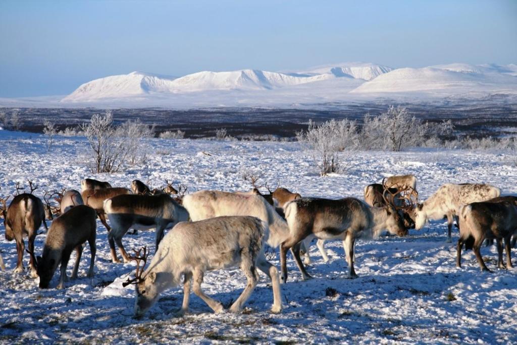 Engholm Husky Design Lodge คาราช็อค ภายนอก รูปภาพ